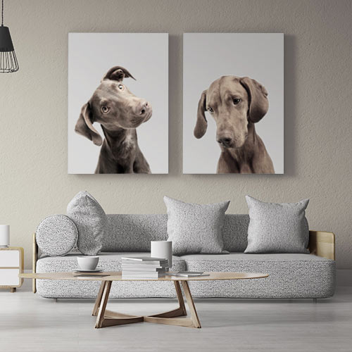 Animales